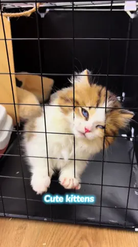 Cute kittens.#cat #kitten #cutecat #funnycat 