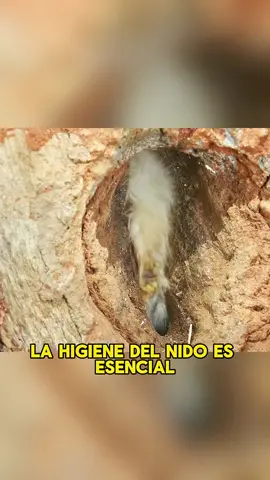Nest hygiene is of vital importance.#animals  #Friendship #Us