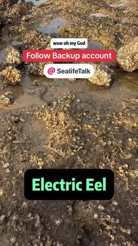 Shocking Discovery: Wild Electric Eel Caught on the Beach @Sealife Talk  Is it a sea snake? Or something even more dangerous? 😱 While exploring the shoreline, we stumbled upon a mysterious creature slithering in the shallows - with its big head and slimy, slippery body, we weren't sure what we were looking at… until we realized it was an electric eel! ⚡🐍 These eel-like creatures are often mistaken for sea snakes or swamp eels, but don't be fooled - electric eels can shock you with powerful jolts if handled without caution. As we observed it more closely, we spotted another one nearby - both looking bizarre and fascinating. Nature really knows how to surprise us! But beware: electric eels are not only electrifying - they bite! 🐍💥 When capturing one, it's essential to wear anti-bite gloves and control its head carefully to avoid injury. So, did you learn a new survival tip today? Whether you're a fan of exotic marine life, coastal foraging, or just love watching surprising sea encounters, this video is a must-watch. 🌊 And to all the awesome viewers who secretly like, comment, share, and follow - we see you and love you! ❤️ #fyp #nature #animals #sealife #seafood #seaamimals #seacreatures #oceanlife #marinelife #beachlife #electriceel #fishingtips #fishinglife 