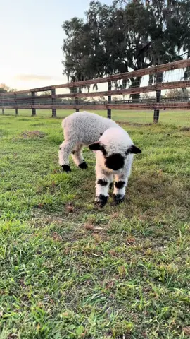 i’d like to live in this moment forever #baby #lamb #farm #fyp #Outdoors
