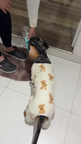 El más consentido 🥰 #perritos #perrosalchicha #salchichasperritos #cachorrito 
