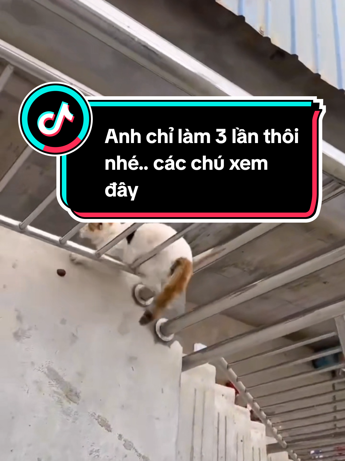 Anh chỉ làm 3 lần thôi nhé.. các chú xem đây #cat #mèo #meomeo #animals_vn 