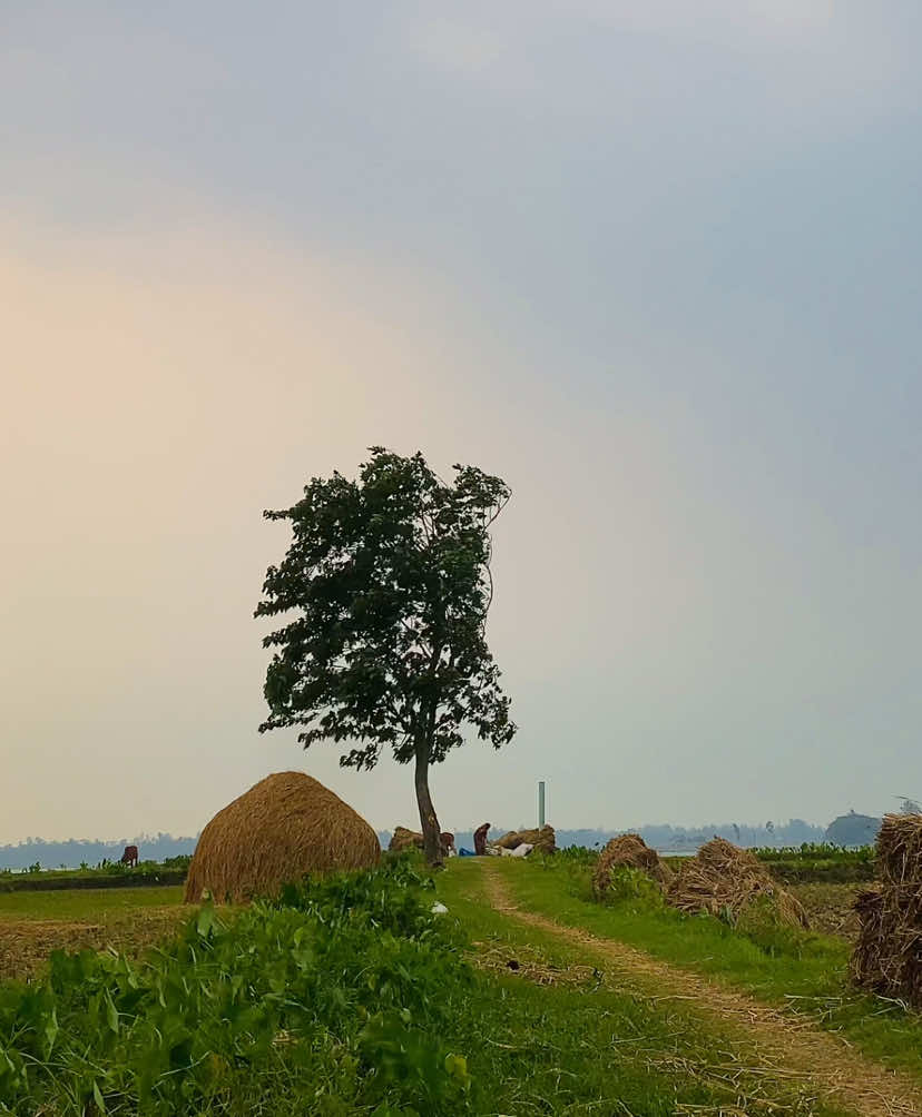 শান্তির চেয়ে বড় কিছু নেই, তাই যা কাঁদায়, তা ফেলে দিতে হয় ⋆࿐🥲💔 #প্রকৃতি #sky #tree #fyp #fypシ #fypシ゚viralシ #unfrezzmyaccount #tiktok #shorts #song #weather #views #reels #nature #natural #scenery #foryou #trending #viral #viralvideo #sunset #village #NaYaN #NaYaN56 @TikTok @tiktok creators @TikTok Bangladesh 