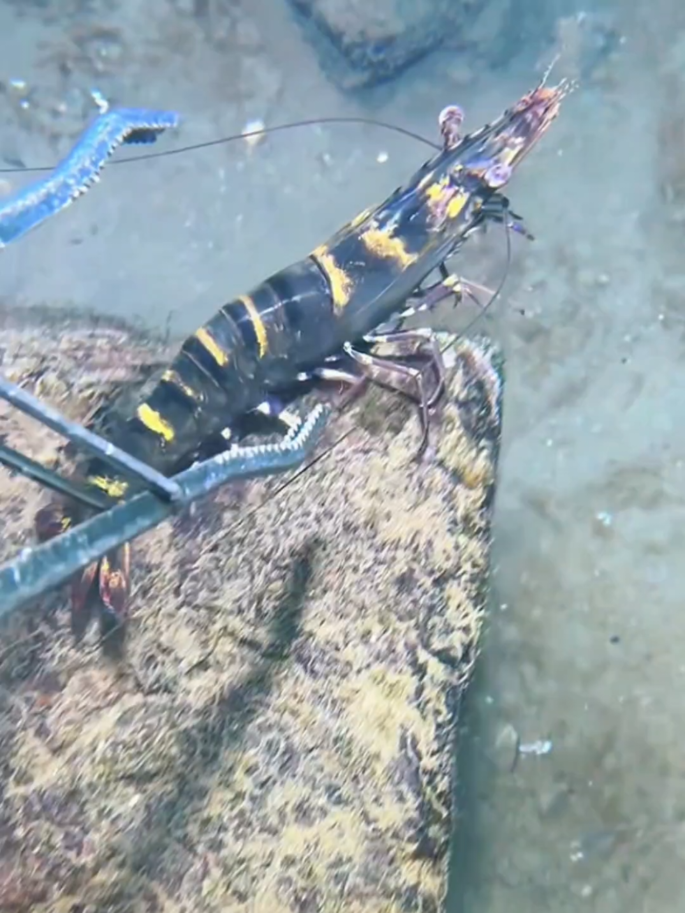 #diving #crab #catchthesea #seaside #seafood #fish #eel #lobster #seangsolofishing