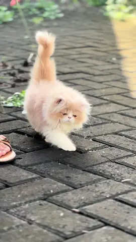 Kucing apa apa ini 😂😂 #kelakuankucinglucu #catsoftiktok #ponorogo24jam 