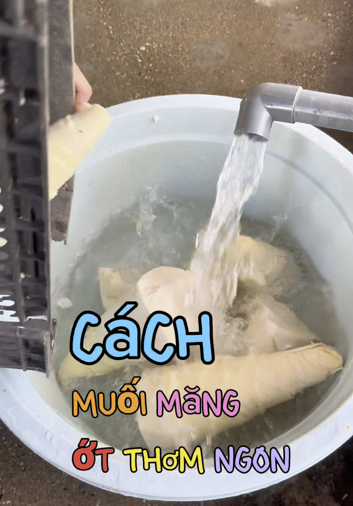 Cách làm măng ớt thơm ngon tại nhà #mangmuoichuacay #nongsancaonguyenda #caonguyendafood #mangot #mangotcaonguyenda 