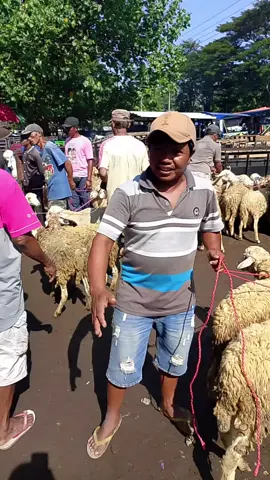 #duniakambing  #pekerjaanseharihari  #pasarhewan  #fypppppppppppp 