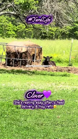 Clover living YardLife #farmlife #cow #farmtok #cattle #cowsoftiktok #fyp #foryoupage #fypシ 