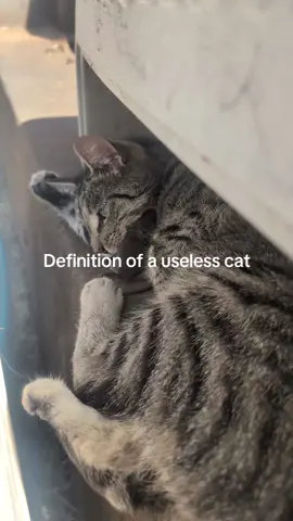 definition of a useless cat