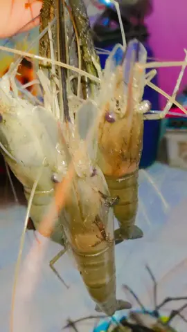 নদীর মাছ জ্যান্ত চিংড়ি 🦐🦐🦐🦐