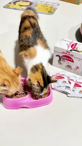 Royal Canin อาหารเปียกสำหรับลูกแมวและแมวโต ยกกล่อง 85g x 12 มีหลายสูตรให้เลือกตามความเหมาะสมต่อร่างกายตามช่วงอายุ #royalcanin #อาหารแมว #อาหารเปียกแมว #อาหารเปียก #ของกินแมว #ทาสแมว #สัตว์โลกน่ารัก #สัตว์เลี้ยง 