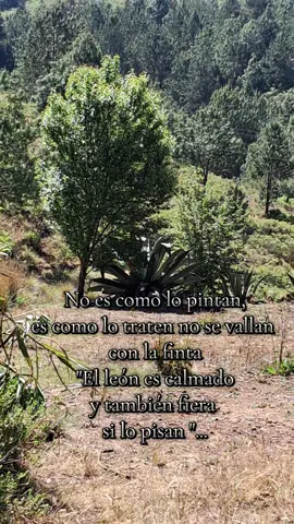 #corridoschingones #noescomolopintan #