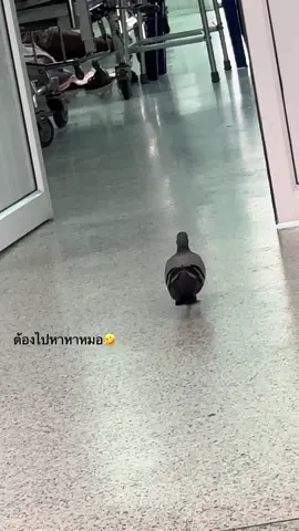 กระดูกมีปัญหา#โรงพยาบาล #นกพิราบ #ใจจะขาด #ตลกๆขําๆ55 #ฟีดดดシ 