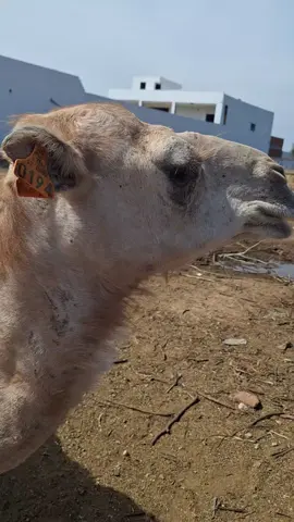 #tunisia #monastir #sousse #camel #funnycamel #saharabeachaquaparkresort #fyp #support #follow #likе 
