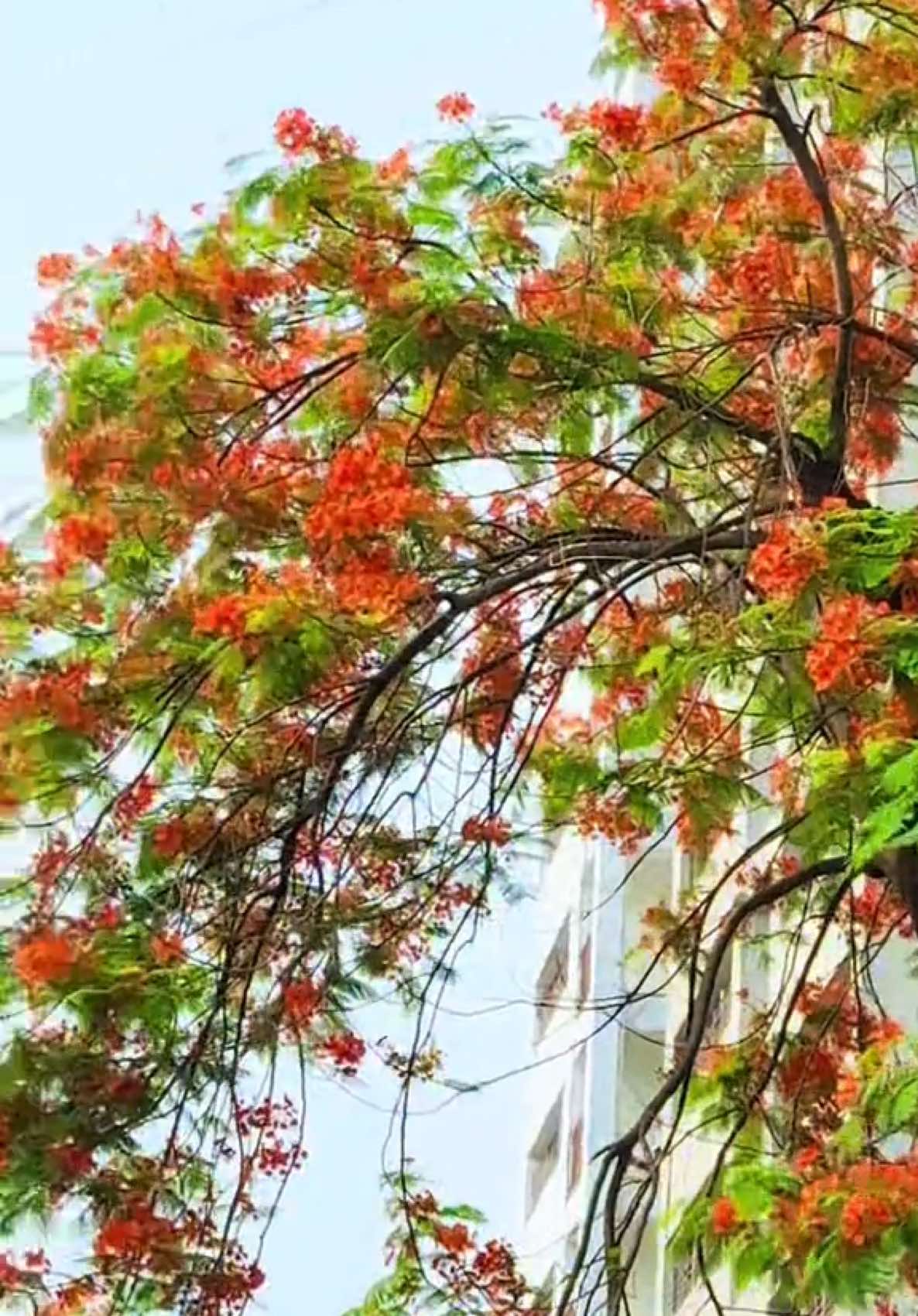 কৃষ্ণচূড়া 😍 দেখলেই মন ভালো হয়ে যায় আমার 🥰 #popular #foryou #trending #duet #fyp #unfreezemyaccount #foryoupage 