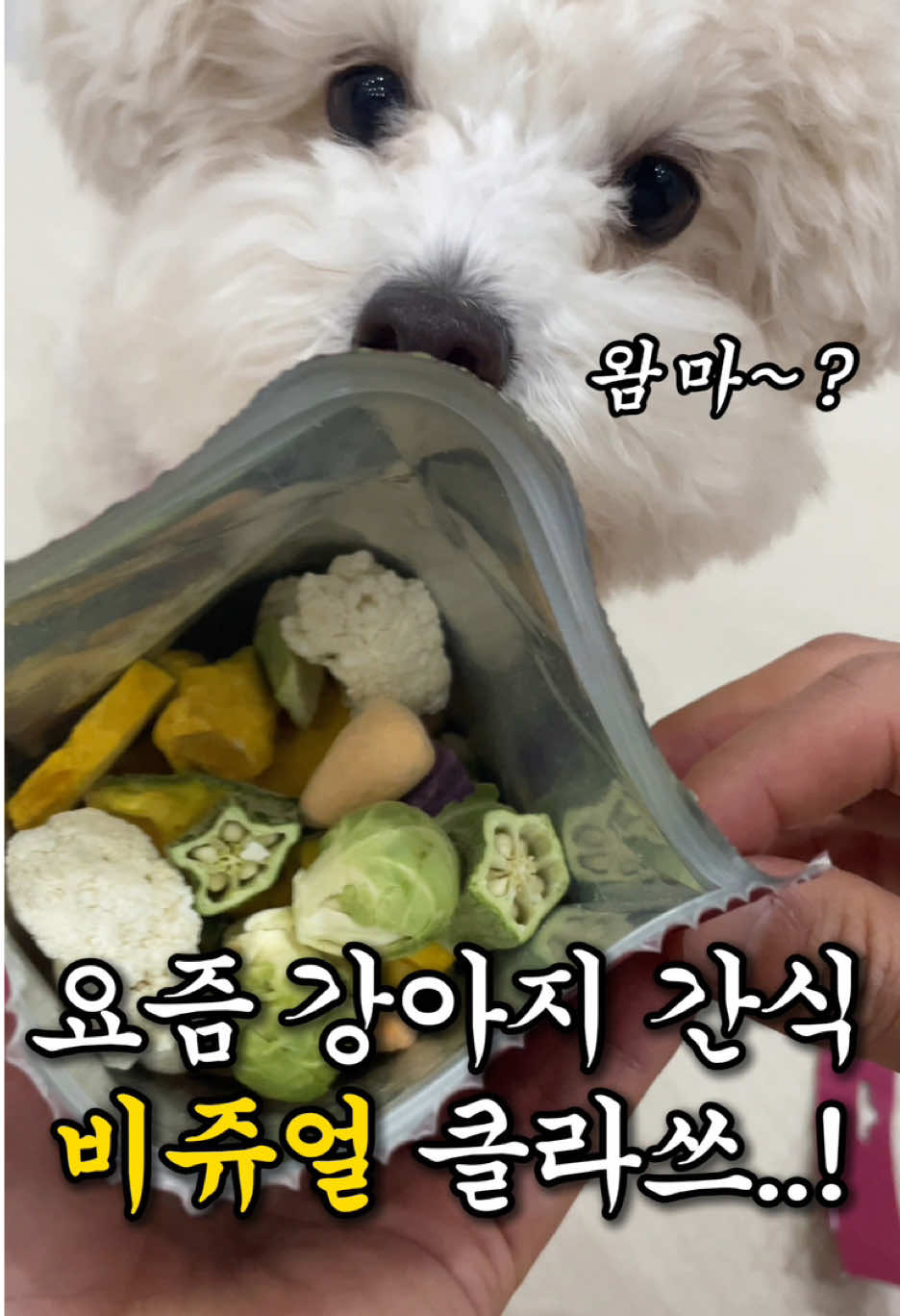 나보다 잘 먹고 사는 강아지...개부럽;; . . 와... 비주얼이... 제가 먹는 간식들보다 훨씬 이쁘네요! 강아지 간식이 이렇게 이뻐도 되나요? 동결건조로 만든 간식이라 안전하고 수의사가 직접 고른 야채들로 만들어서 더 믿음이 갑니다! 비만 건이나 체중조절이 필요한 댕댕이들에게 육류 간식보다 좀 더 라이트 하게 급여할 수 있지 않을까요? ’트러스티 푸드‘ 간식 추천합니다! 바삭바삭 식감이 진짜 저도 한번 먹어보고 싶다고 생각이 들더라구요 ㅋㅋㅋ 다음에도 좋은 강아지 꿀템 있으면 소개해 줄게요^^ 소중한 ’구독‘ 절대 잊지 않겠습니다(__) #강아지브이로그 #강아지 #반려견 #반려동물 #트러스티푸드#동결건조사료#저속노화식단#편식종결#사료유목민#사료정착템#사료추천#강아지사료#강아지다이어크#강아지간식 #트러스트푸드야채믹스#강아지#반려견#강아지간식추천