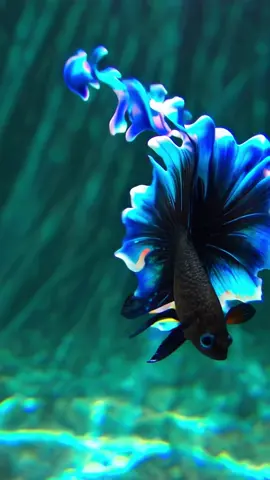 When colors speak louder than words, the Mandarin Dragonet’s vibrant hues say: ‘Stay away!’