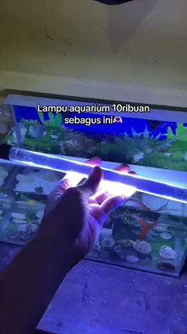 Sebagus itu cuyy buruan langsung di co #lampuaquarium #lampuakuarium #lampuestetik #aquarium 