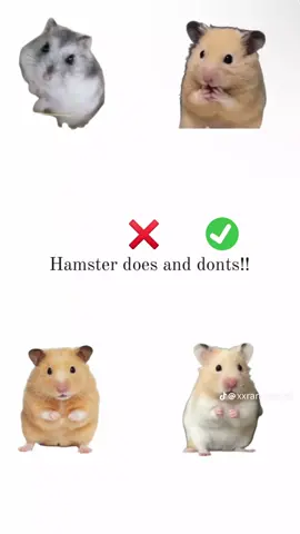 Hamsters #tiktoklive #livehighlights 
