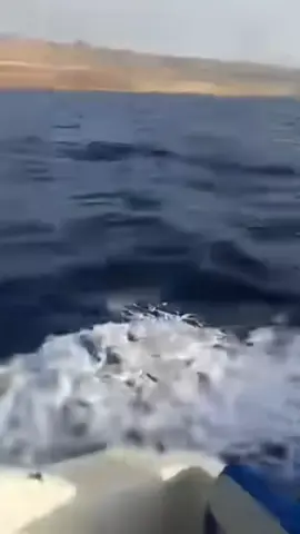 موت اه شكام