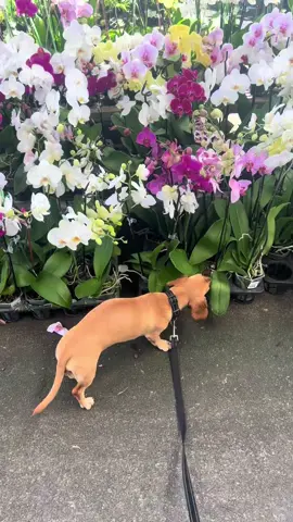 Lola! She’s a good girl. #wienerdog #dashoundsoftiktok 