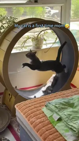 My cat is a first-time mom🤣#cat #cats #funny #catlover #funnycat #funnytiktok #cute 