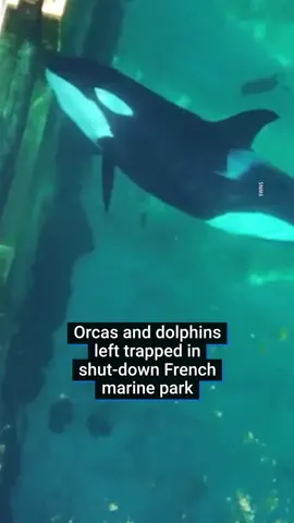 12 dolphins and two orcas have been stuck at Marineland Antibes since January. This drone footage has been released by animal activist group TideBreakers and it shows 23-year-old orca Wikie and her 11-year-old son Keijo moving around the shut-down enclosure. French authorities have yet to identify a suitable site in Europe for the orcas and have rejected a proposed move to a marine zoo in Japan. #fyp#dolphin#orca#zoo#seaworld#emotional#marineanimals#animalsoftiktok#animalwelfare#france#dolphin#waterpark#viralvideos