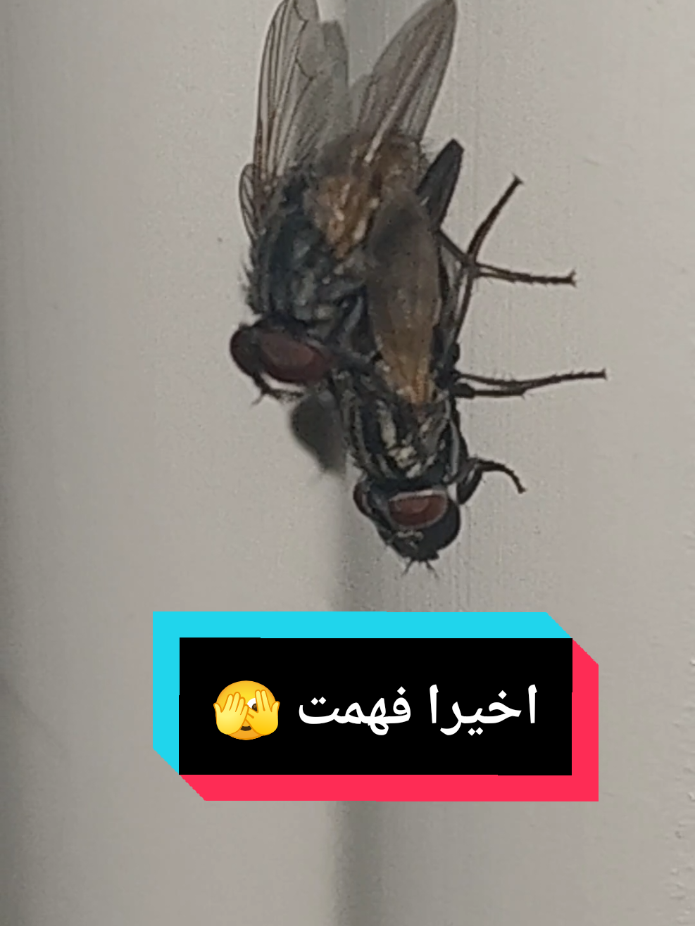 مين كان يعرف طريقه تكاثر الذباب ؟🤔#الشعب_الصيني_ماله_حل😂😂 