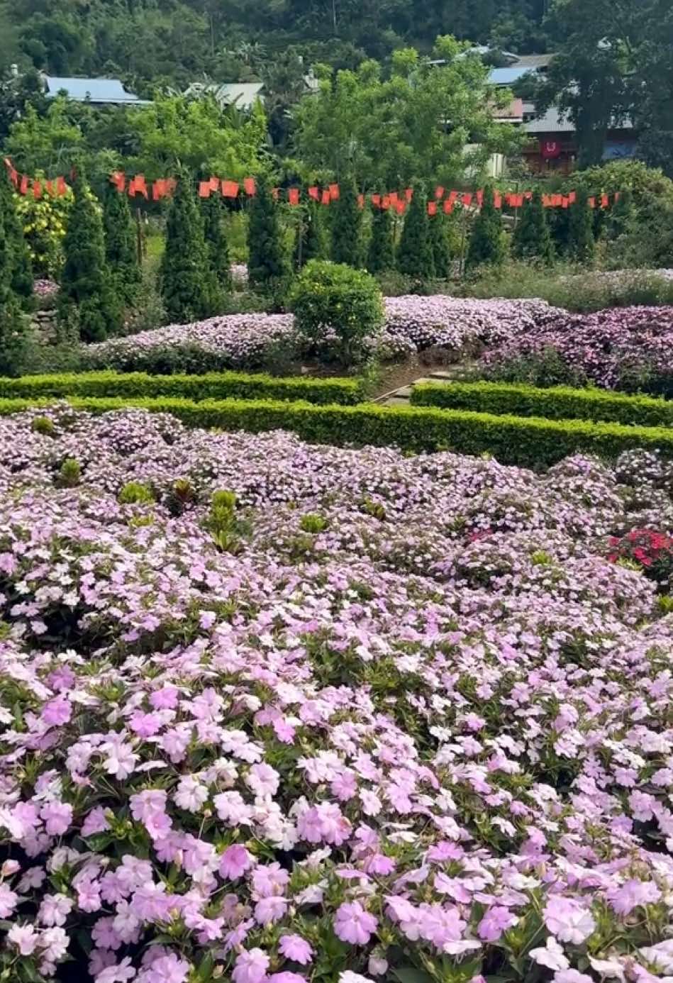 Hoa đẹp nở rộ nè các cậu ơi đi đi thôi🌸🌼🌿🇻🇳#LaiChau #BảnThẳm #DulichsinhthaiBanTham #DulichTâyBắc #taybac #dulichvietnam #xuhuongtiktok #banthamecolodge #xuhuong 
