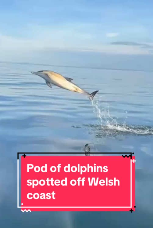 The brilliant moment dolphins splash and show off right next to tourist boat off Gower | #Wales #walesonline #dolphins #swansea #gower 