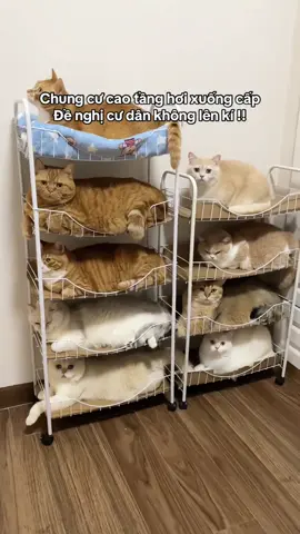 Cư dân bánh mì 🍞😻 #catsoftiktok #cute #nuoimeo #fyp #fypシ゚ #xh #viralvideo #cunkeumeodoi 