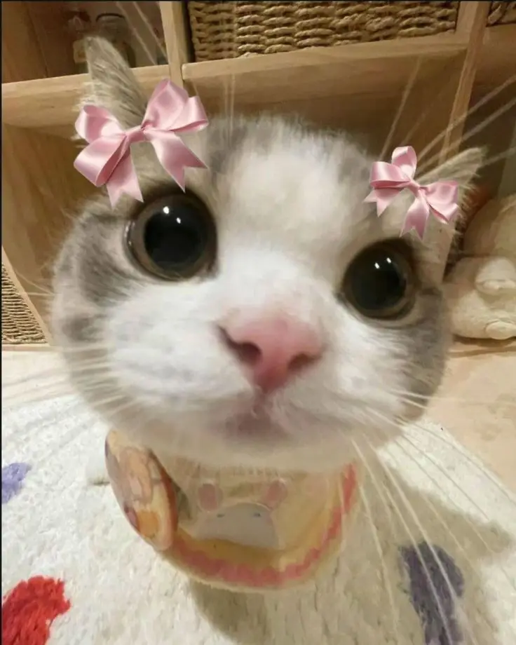 part 1:for cute profile picture#fyp #cutecat #profilepictures