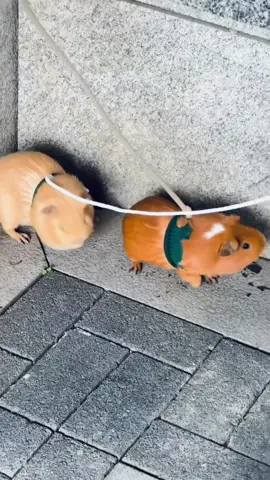 🥰🐹#guineapig #guineapigs #pet #cute #cutepet #petlover #pettraining #PetsOfTikTok #fyp #funny 