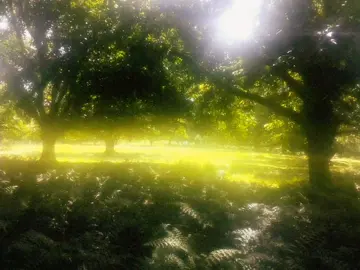 I hope you get what you truly want someday (⁠ ⁠◜⁠‿⁠◝⁠ ⁠)⁠♡ #foryou #fyp #nature #nostalgia #naturecore #dreamcore #dreamy #real #behappy #trees 