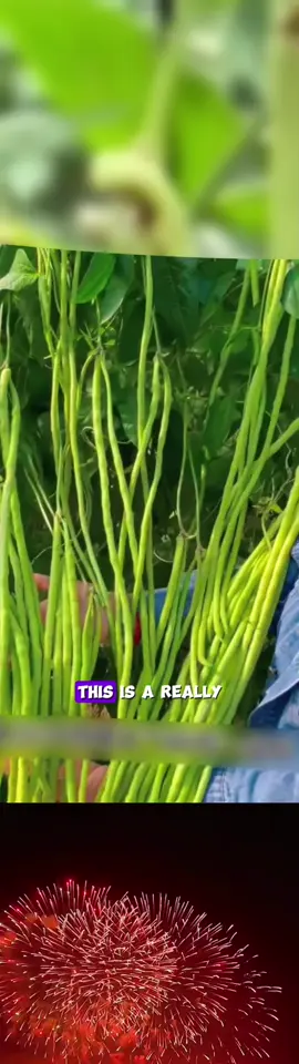 🌱Grow Your Own Harvest! 100pcs Yard Long Bean Seeds—Perfect for Asian Cuisine! 🥢 Productive, Easy-to-Grow String Beans for USA Gardens! Plant Now & Enjoy Fresh Veggies All Season! 🌿 #TikTokShopLastChance #TikTokShopNewYearNewAura #spotlightfinds #tiktokshopspringglowup #GardeningSeeds #AsianVegetables#güçlüsaçlargüçlüben 