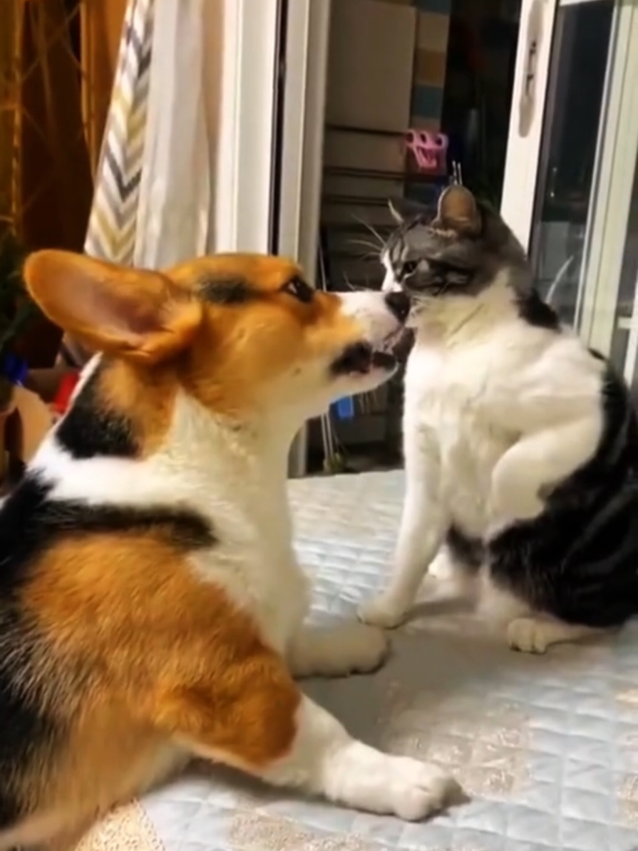 Вечные враги #CatVsDog #CatsVsDogs #CatANDDog #FunnyCats #FunnyDogs #CatVsDogsBattle #CatVsDogs #DogVsCat #CatAndDog #FunnyAnimals #CatDog #AnimalsFriends #Funny #CatsANDDogs #CatAndDogFunny ##CatVsDog #CatsVsDogs #CatANDDog #FunnyCats #FunnyDogs #CatVsDogsBattle #CatVsDogs #DogVsCat #CatAndDog #FunnyAnimals #CatDog #AnimalsFriends #Funny #CatsANDDogs #CatAndDogFunny #