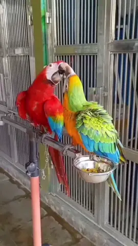 macaw parrot #parrots020 #macaw #parrot 