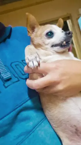 #dogsoftiktok #cachorro #fly #viralvideos 
