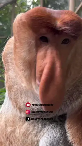 Proboscis Monkey Amazing  video. #Chimelong Proboscis Monkey Nakula #Come to Chimelong and have fun #Chimelong  Long Wildlife World #OriginalVideo  #长隆长鼻猴纳库拉 #来长隆放开玩 #长隆野生动物世界 #原创视频 