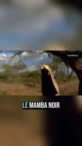 Le mamba noir est un des serpents les plus dangereux du monde : agile, rapide et agressif, une seule de ses morsures peut être fatale. Mais les mangoustes sont réputées courageuses et ne sont pas effrayées par ce reptile. #DocumentaireAnimalier #nationalgeographic #naturesauvage #animal #wildlife 