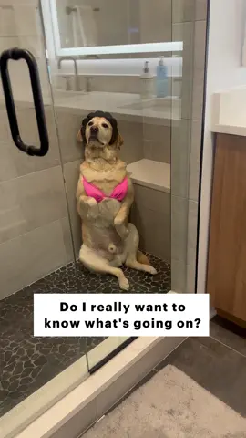 What would you do if you found this?😂 #dog #funnydog #labrador #labradorretriever #doglife #dogsoftiktok