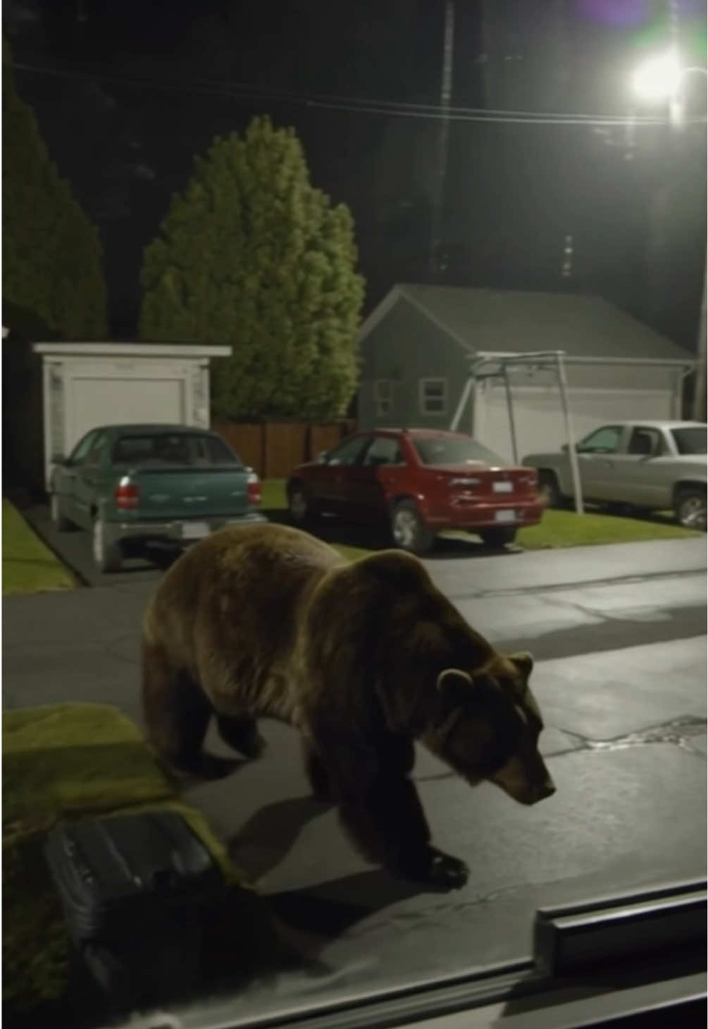 This Massive Grizzly Bear followed me all the way Home. 🐻 #bear #grizzlybear #caughtoncamera #scary 