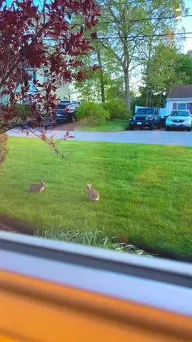 Rabbits are good at jumping.#rabbit #bunny #cutebunny #cutebaby #funnyvideos 
