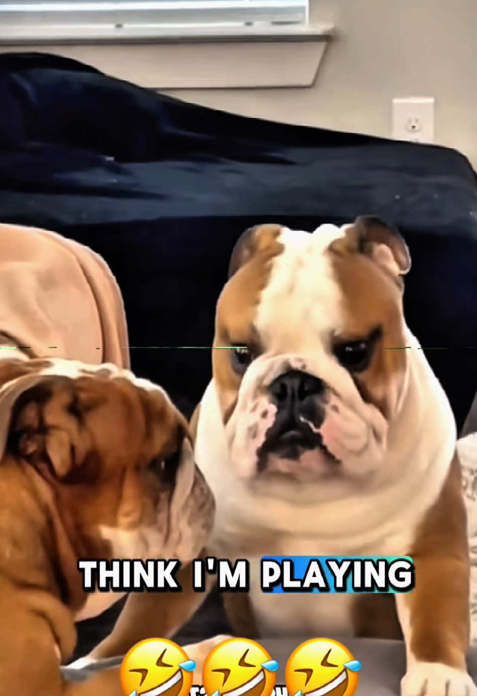 #funny #pet #dog #cat #voiceover #dogsoftiktok #animals 