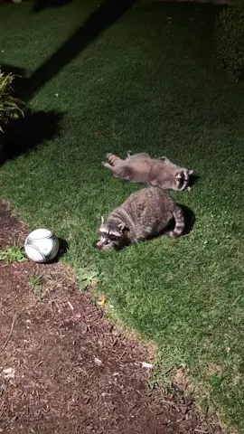 who knows what's happening  . . #fypシ゚ #raccoon #raccoonsoftiktok #raccoondrivethru 