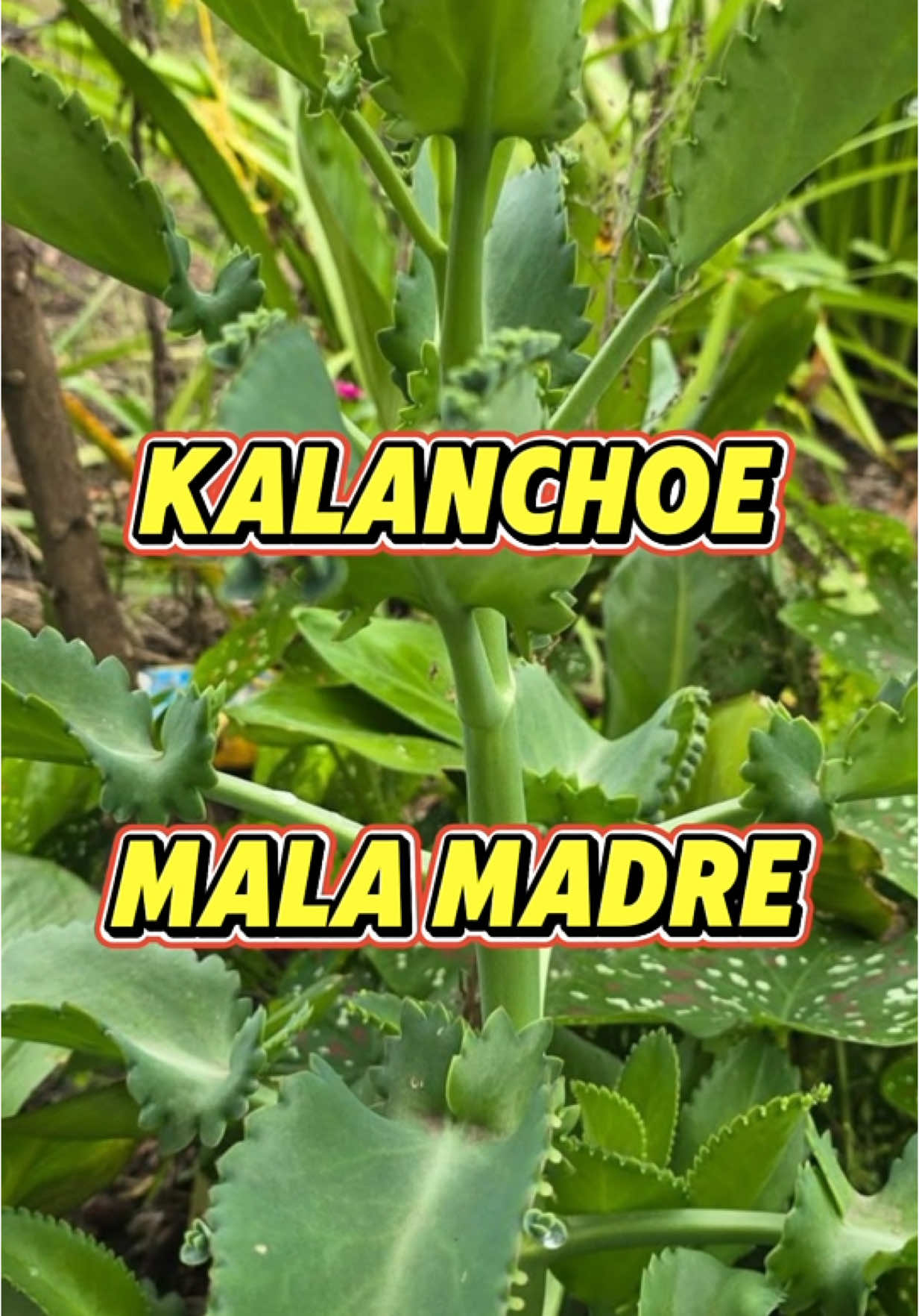 Ya la usaron 🤔#paratiiiiiiiiiiiiiiiiiiiiiiiiiiiiiii #Viral #fyp #kalanchoe #pocimasherbales #saludybienestar 