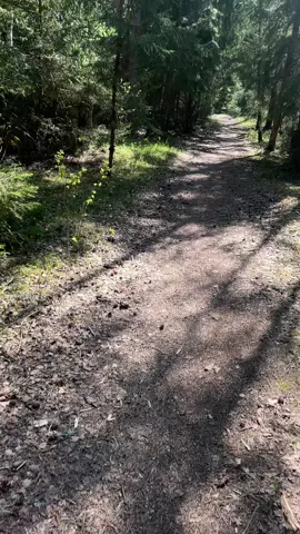 Conectando con la Pachamama! 😊 caminata desde el trabajo a la casa por el bosque 😉😊 #sweden🇸🇪 #chilenosporelmundo #salamancachile🇨🇱 #naturaleza #caminata #salud 