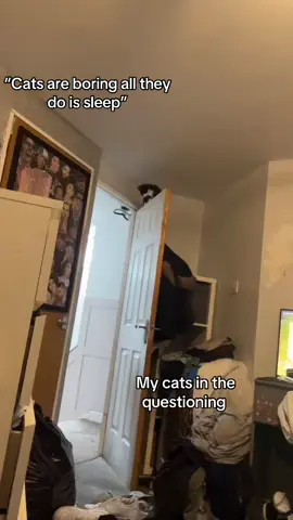 Meow #cat #kitty #kittensoftiktok #naughty #climbing 