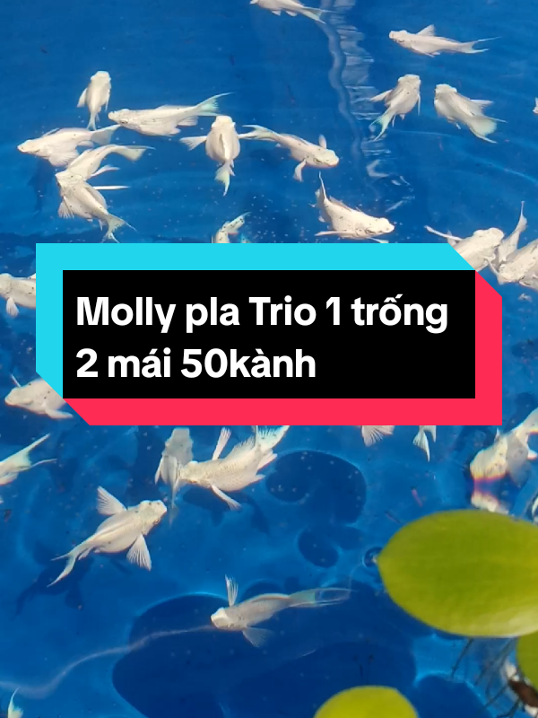 Trio Molly platinum én short 1 trống 2 mái 50ka. #molly #mollyplatinum #mollyshort #short #xuhuongtiktok #xuhuong #hottrend #trending #hottrend #viralvideos #world #vietnam #cacanh 
