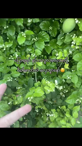 အရင်ကငါကိုပြောခဲ့တာ ခုတော့ငါ့ထက်၂ဆပိုဆိုးနေတယ်နော်🙃🙂#foryou #fpy #fpyシ #view #fpyツ 